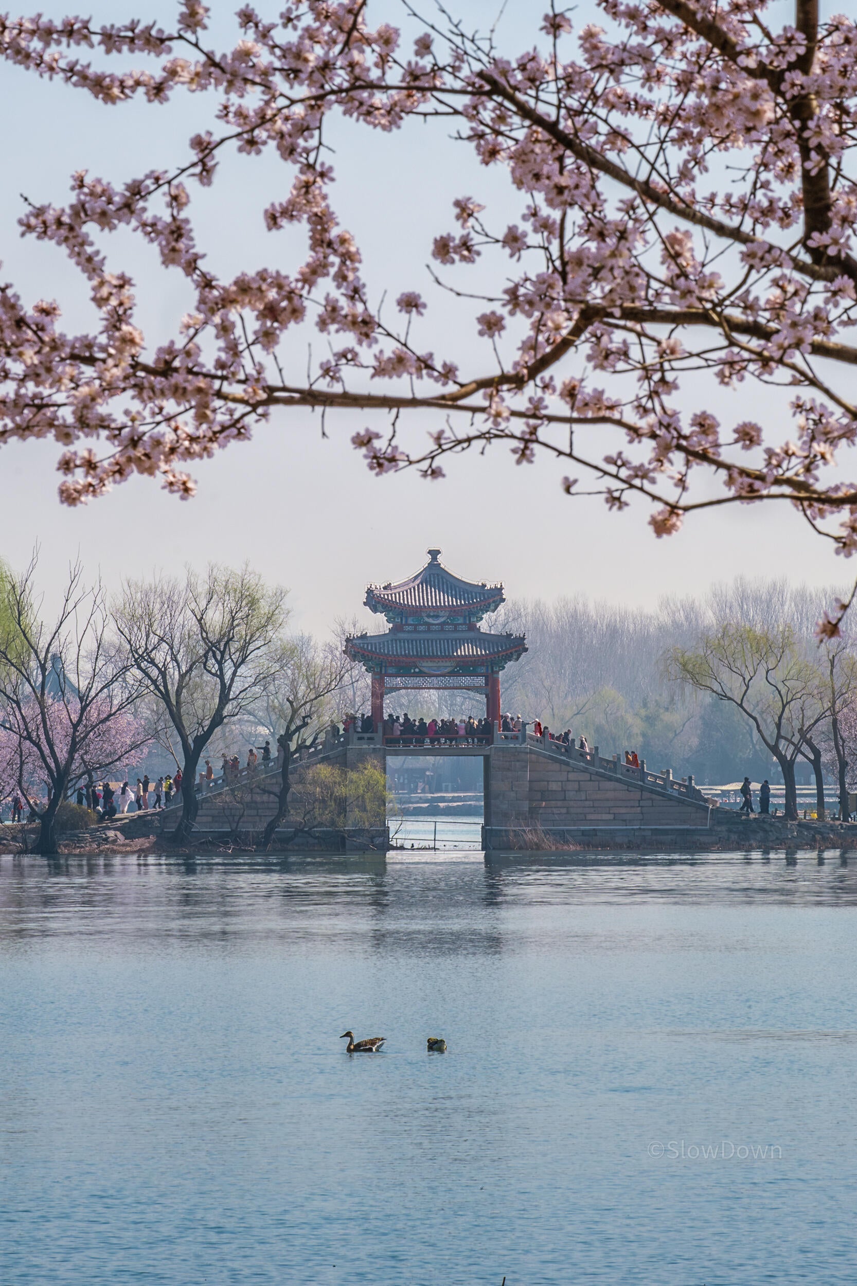 Why Spring Is the Best Season to Visit China: A Complete Travel Guide